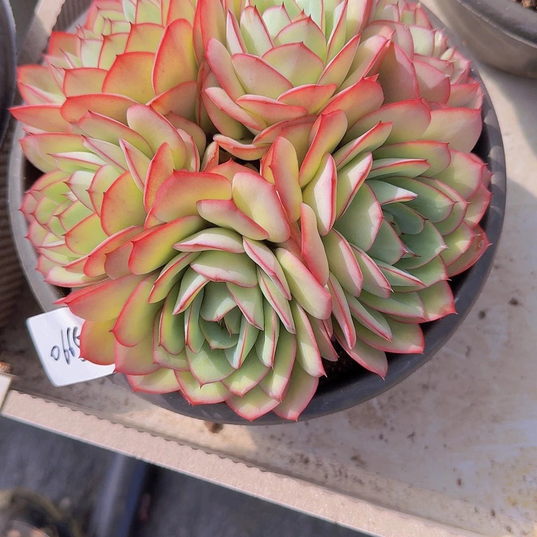 红**姐0665牡丹亭多肉