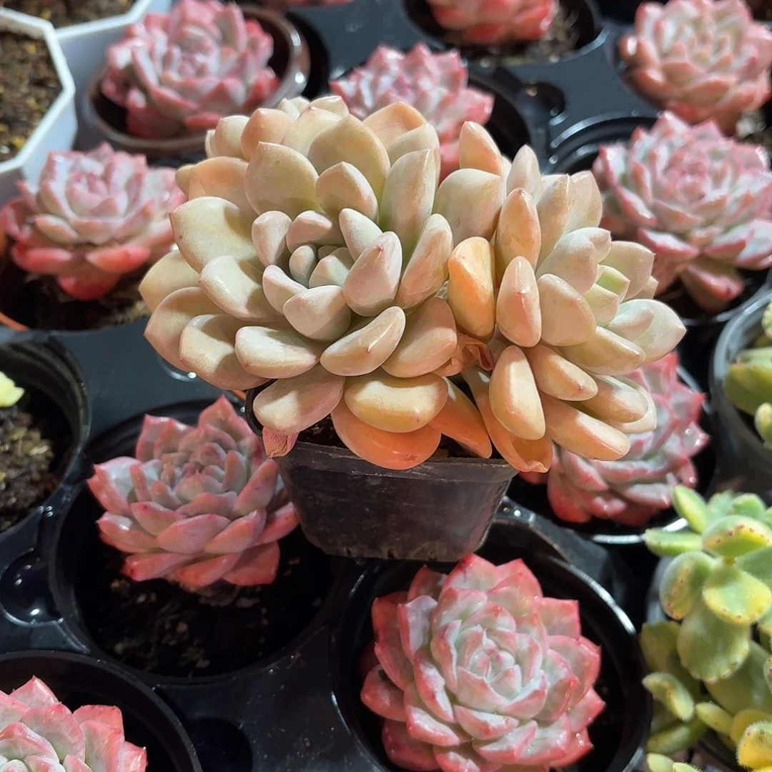 白露多肉7㎝盆下播福利