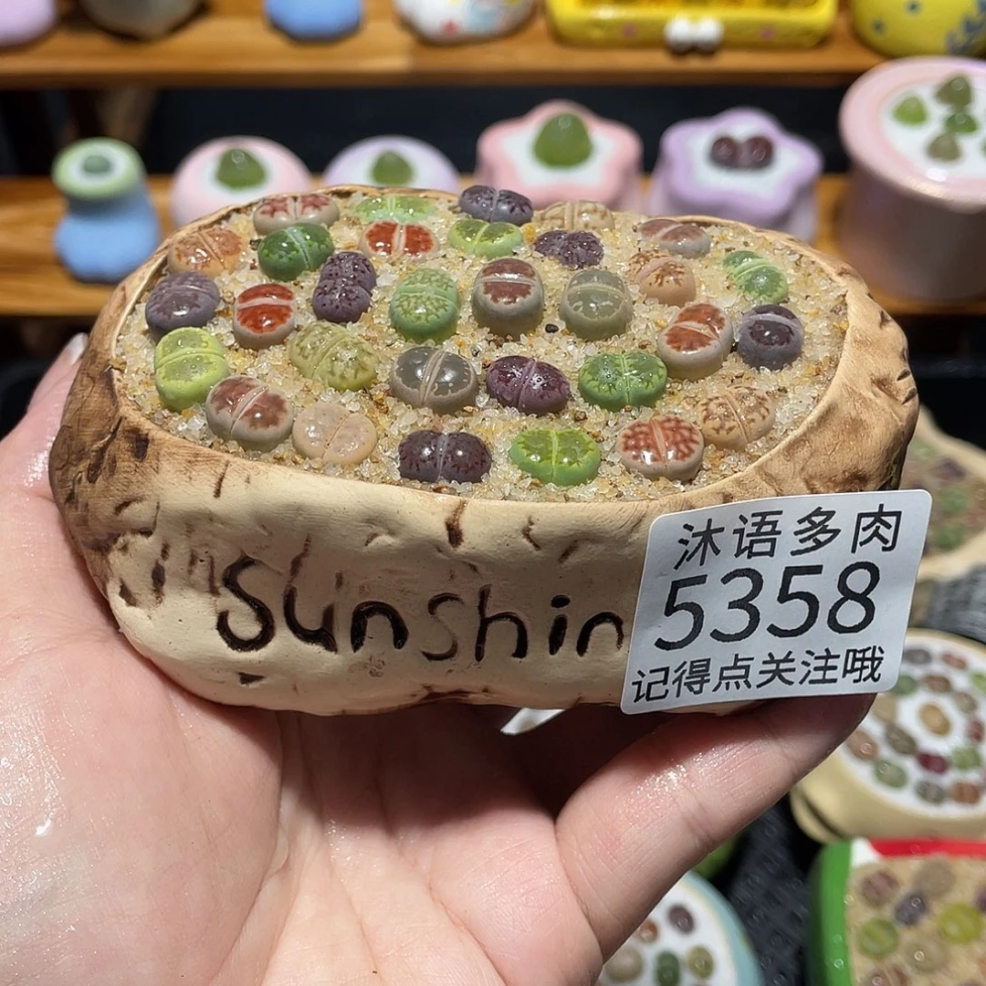 带盆土植物 一物一拍5358