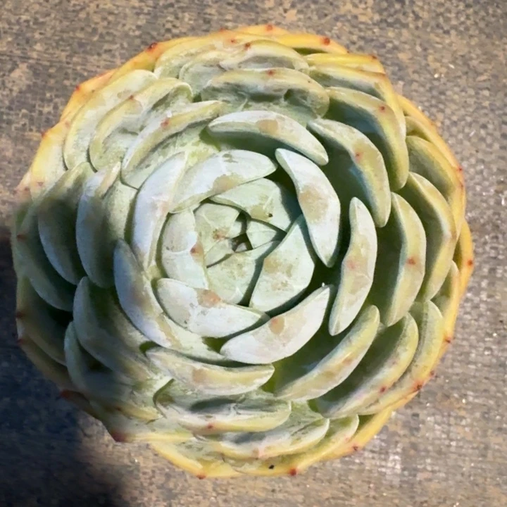 老林单头多肉植物