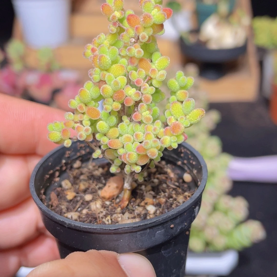 金桔糖球多肉9.9包邮发货