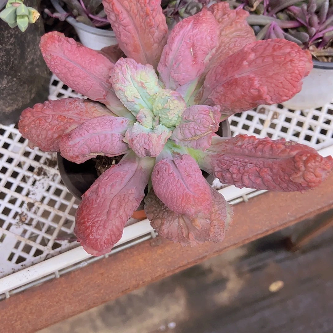 狂野男爵大单头多肉