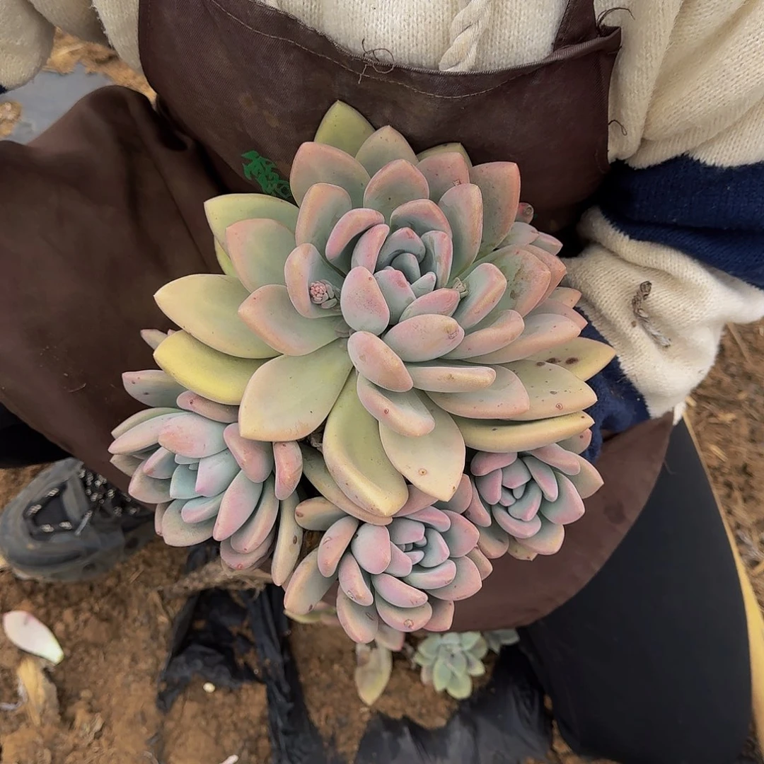 奥普 一颗 不包损