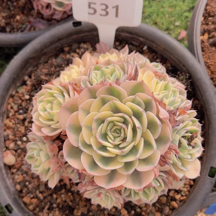 健健康康平平安安