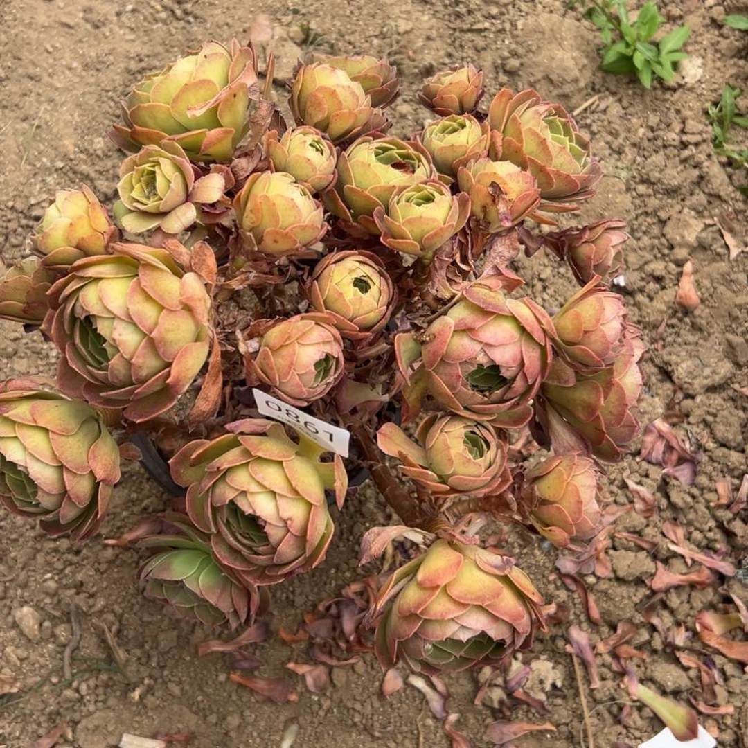 861多肉  沙拉碗黄金