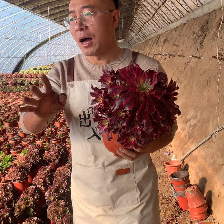 美杜莎好看好养好看