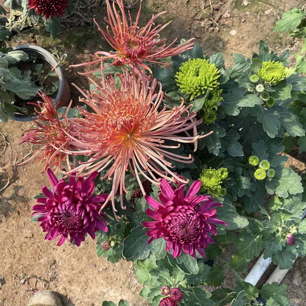 （泉乡五色，，盘龙玫色，绿安娜）三盆菊花盆栽