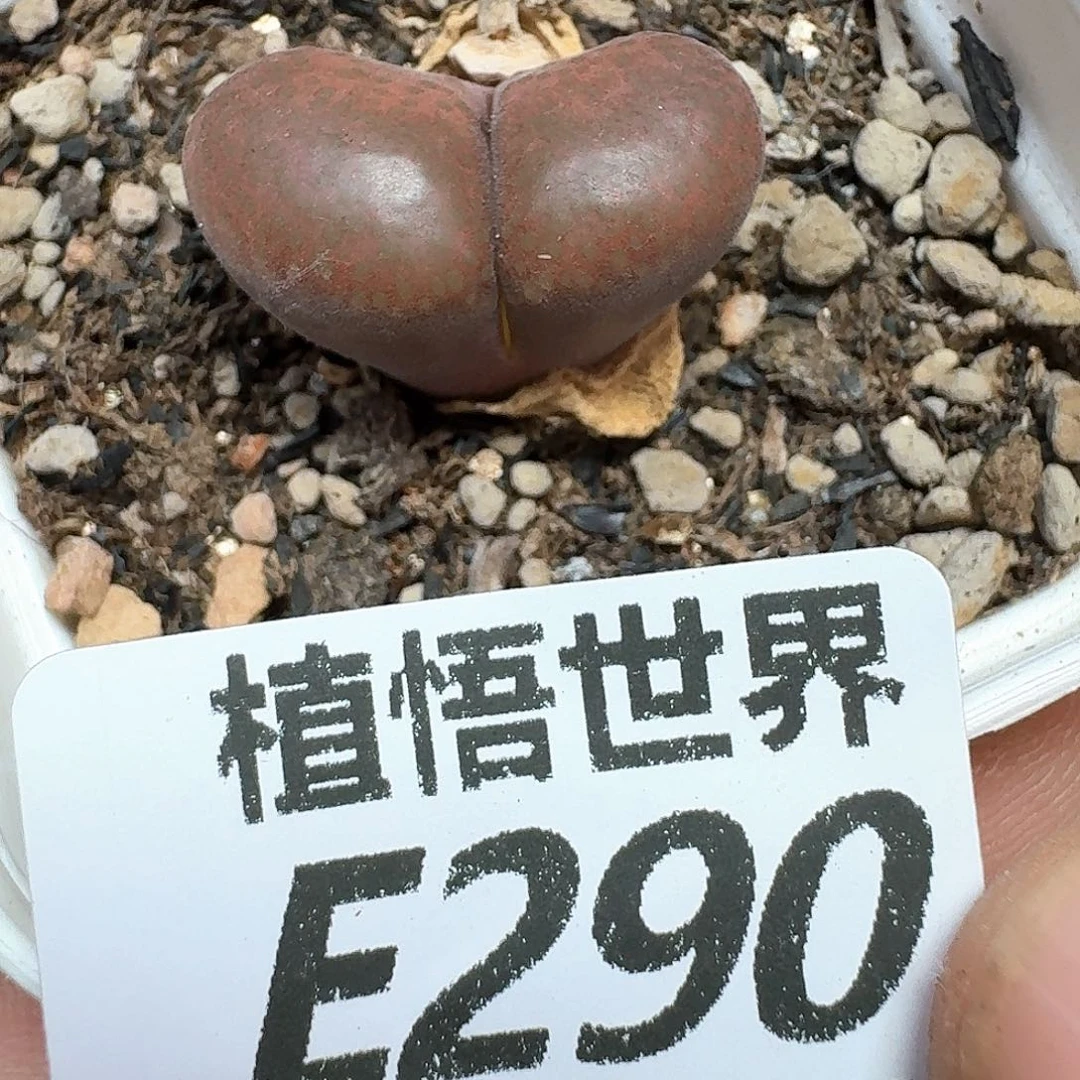 多肉植物的润泽和