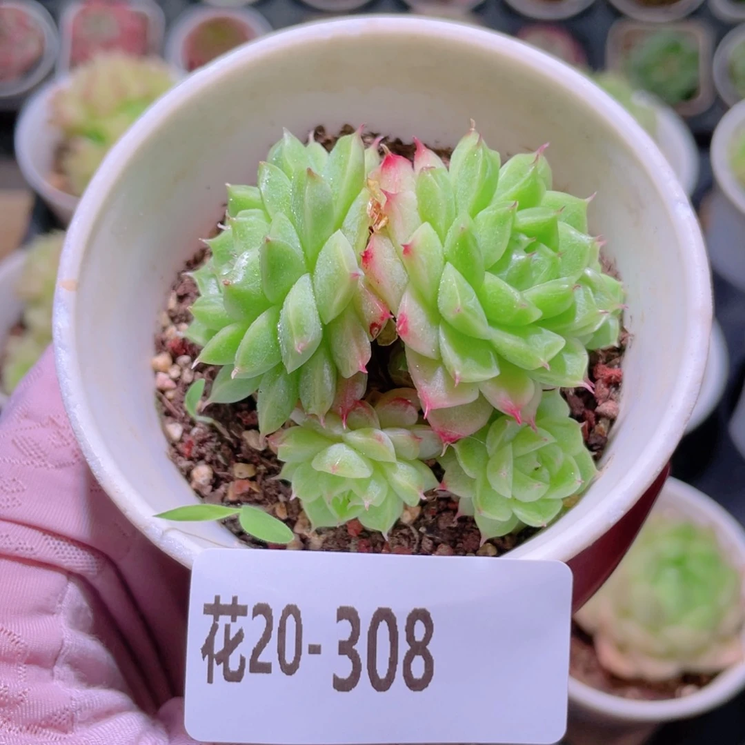 花利美20-308海王