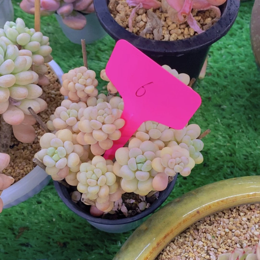 泡**?开心多肉植物多肉