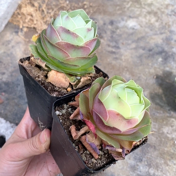 山地玫瑰红桃子2颗
