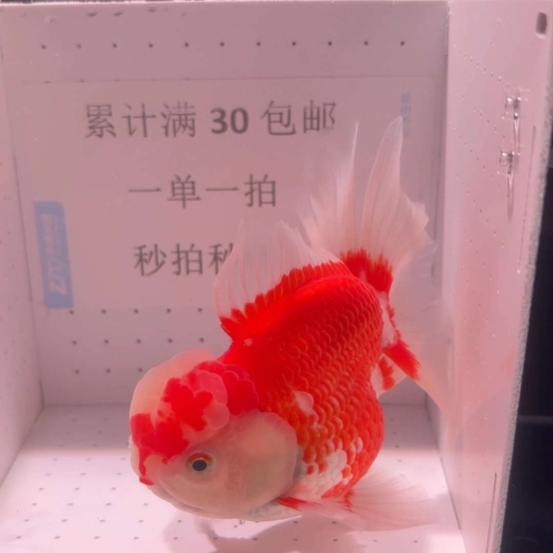 金鱼一条红白爱心顶百褶