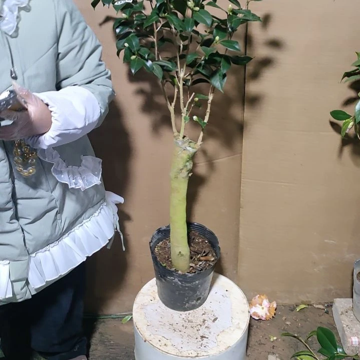无****990不知名，原盆原土发货，不包邮。