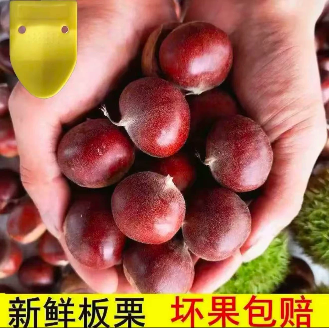 【买三斤送两斤】现摘现发老品种板栗香糯可口送栗爪