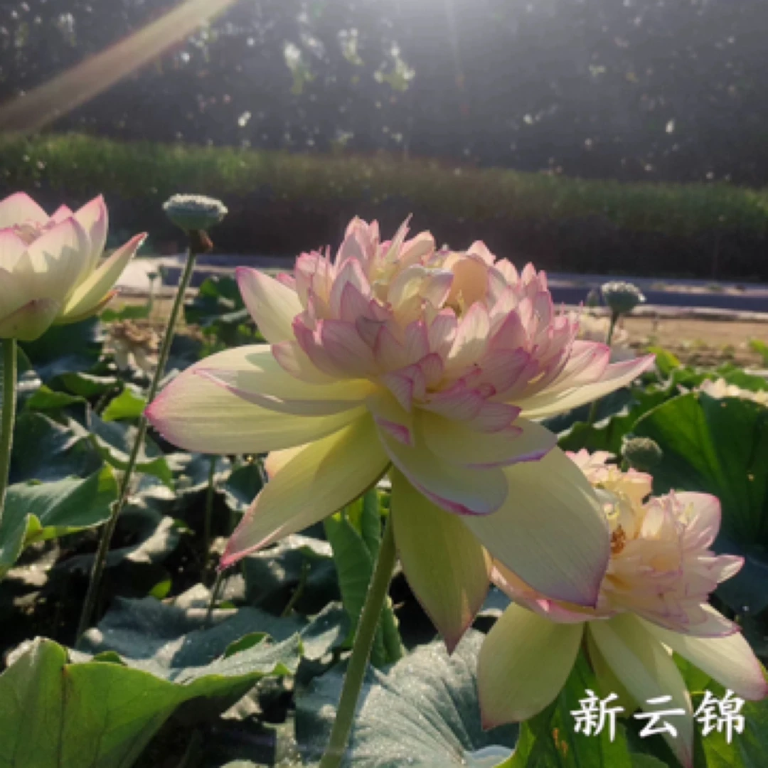 【新云锦】 大型观赏荷花 大中型池栽盆栽水生花卉碗莲观赏荷花种藕