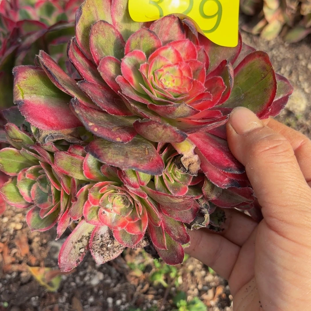 哈哈多肉葡萄福利329