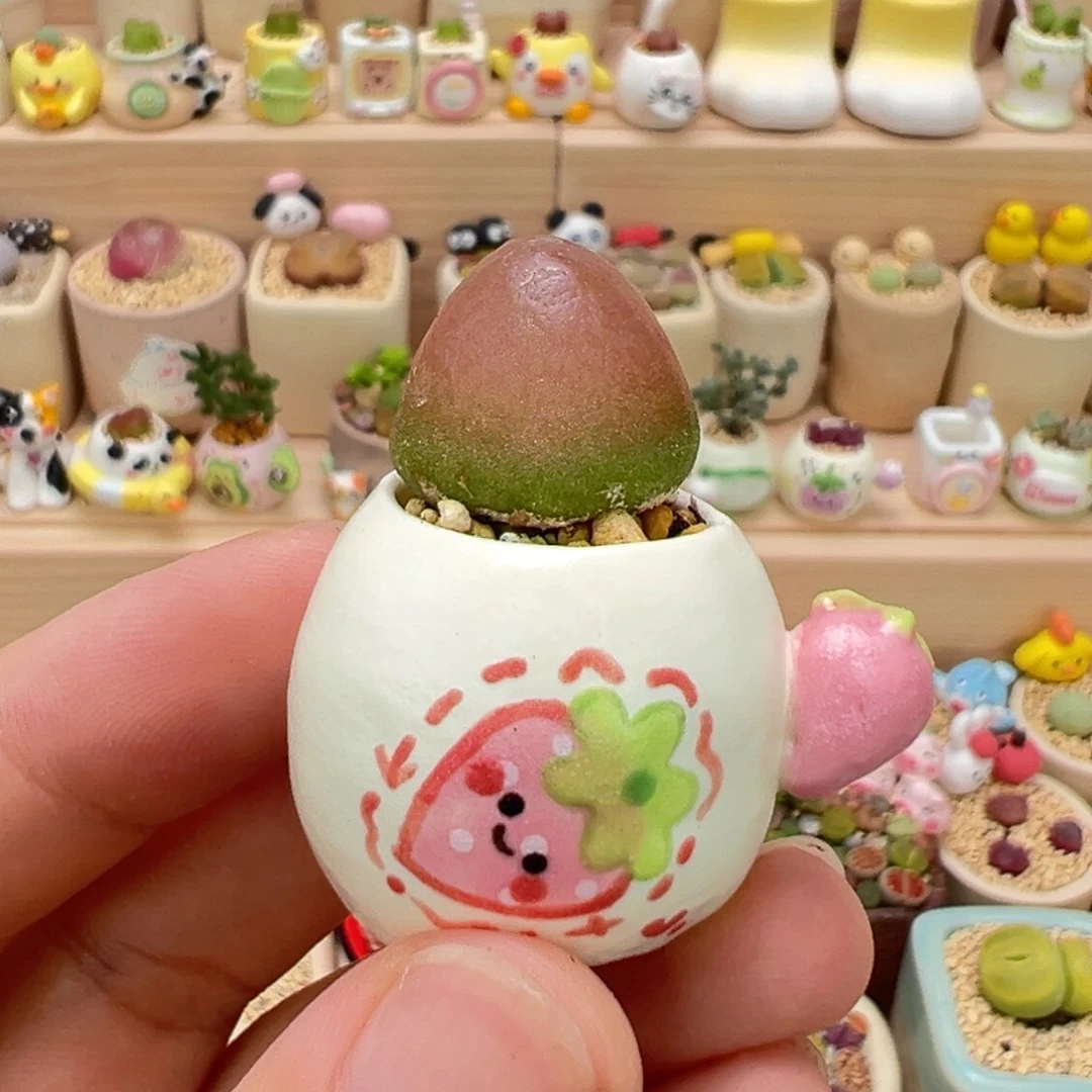 多肉植物246号灯泡