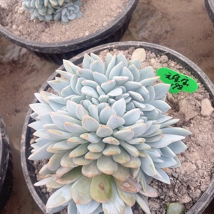 橙梦缀化一物一拍