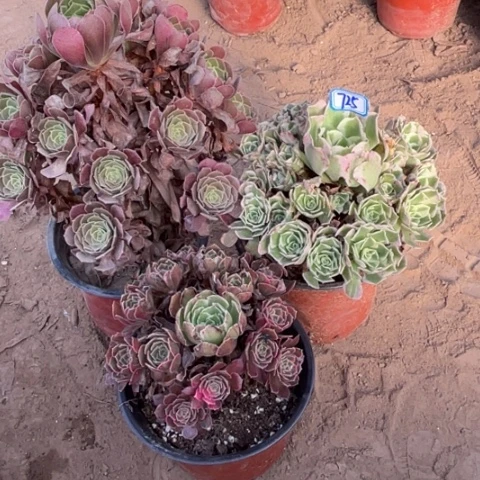 725多肉植物组合，