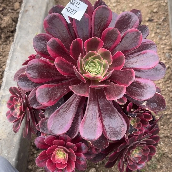 美杜莎大手捧多肉植物027