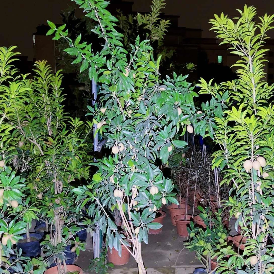 用****5果苗。果苗。果苗6666