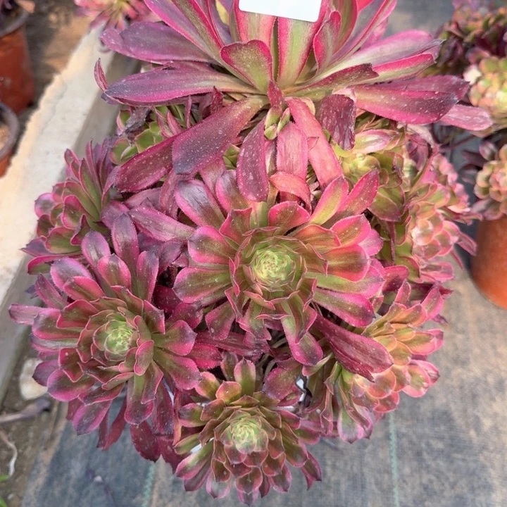 晨**霞舞天姬法师一颗114