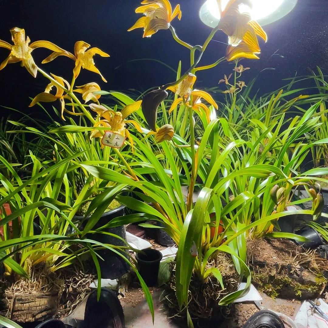 无花朵虎头兰虎头兰