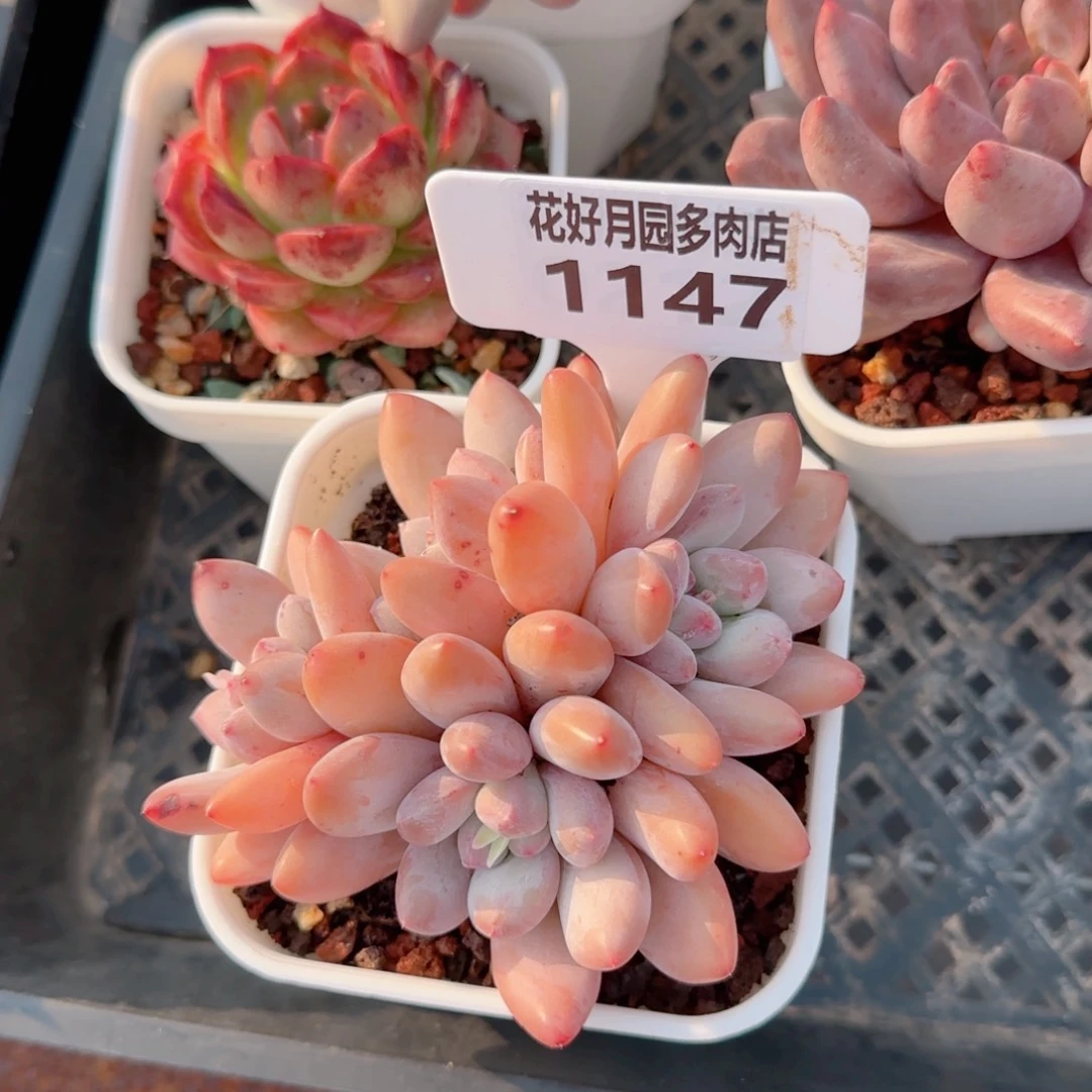 多肉植物1147………….