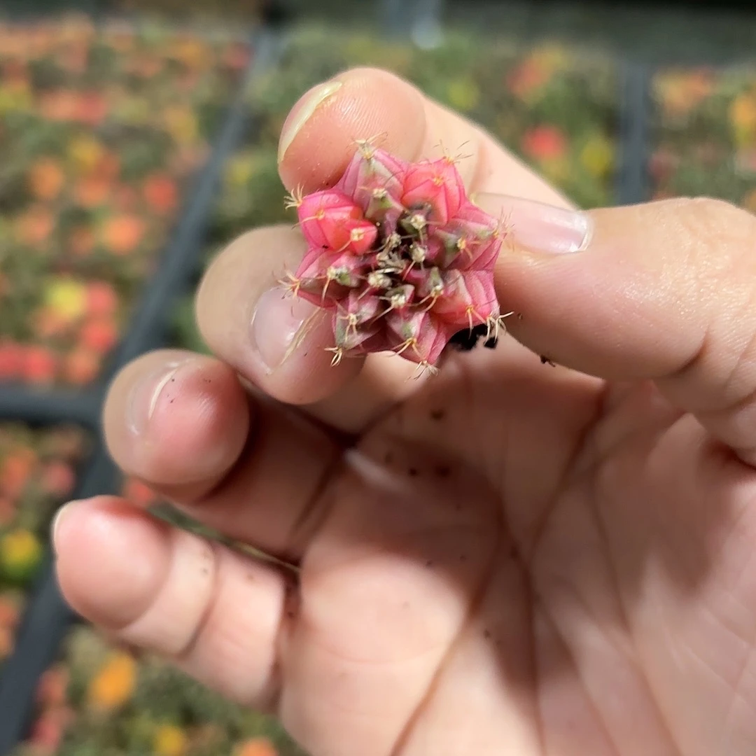 大***子泰国米哈实生700-1122