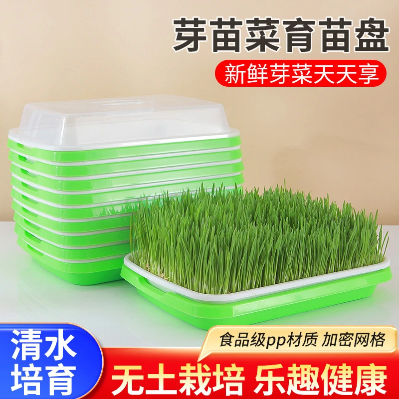 加厚种菜盆室内芽苗菜豌豆苗豆芽盘无土育苗水培蔬菜家用潮流新品