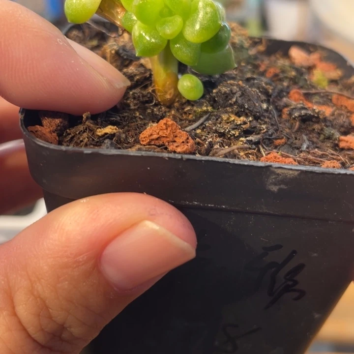 红象牙奶拉丝锦底座啊啊啊啊