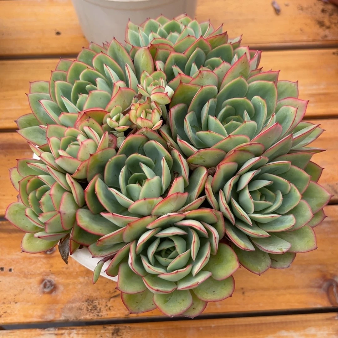 多肉植物多头牡丹亭