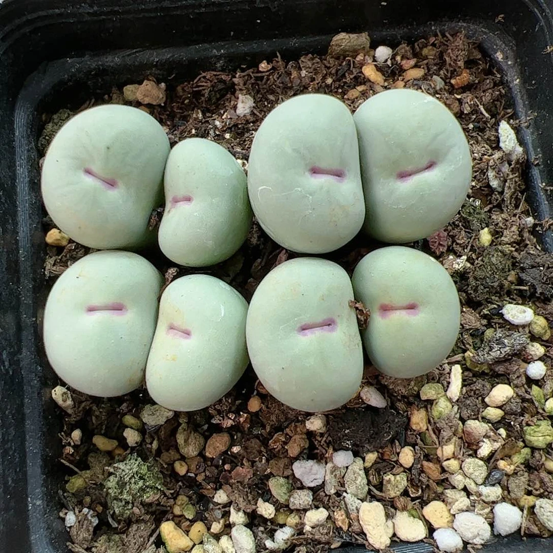 【闪购商品】139 双12福利限量