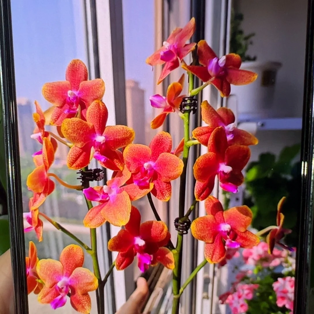 当前无花栽培后可以开花香恋博格丽凑单发货