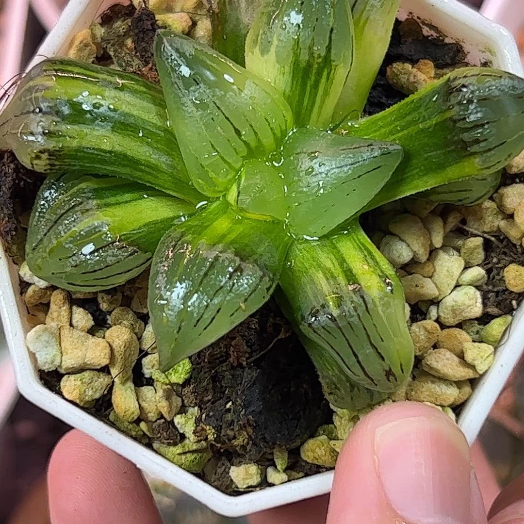 红纹寿锦十二卷多肉植物