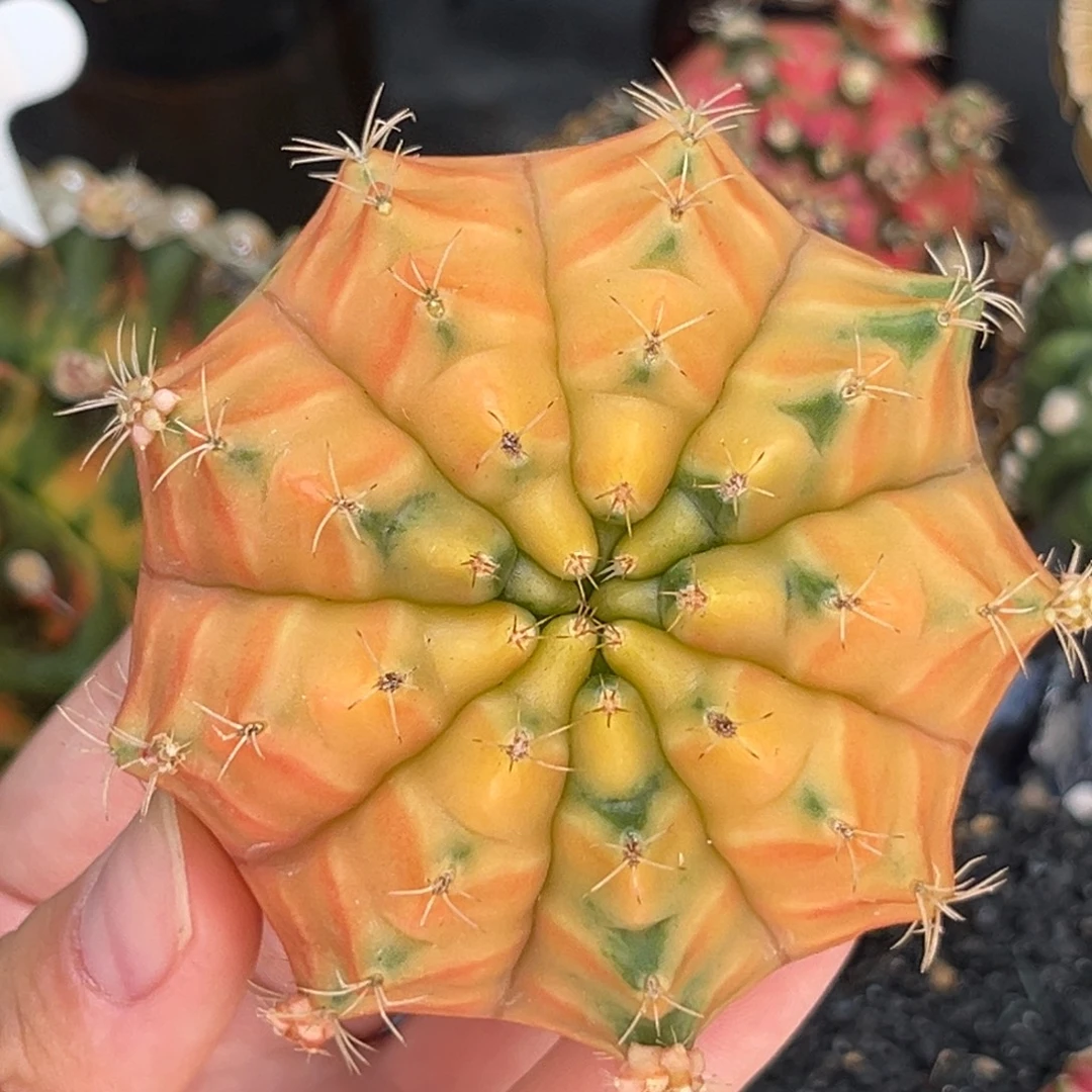 太阳皇冠 米哈仙人球