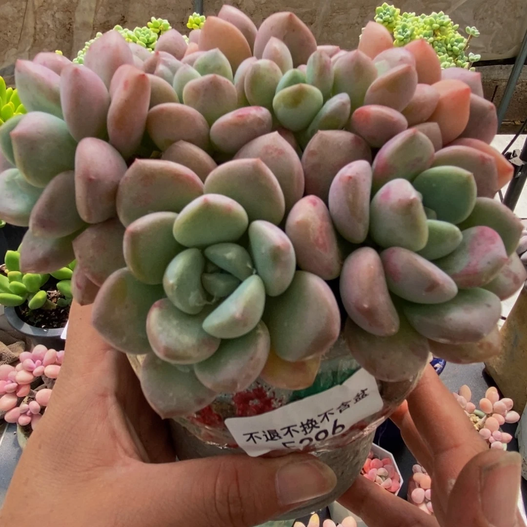 296花斑鹿12cm多肉