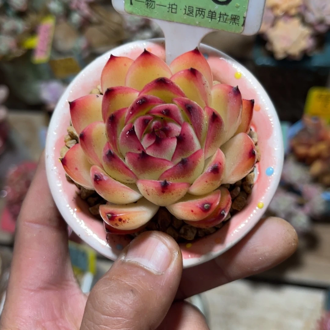 云尘多肉一物一拍不含盆555