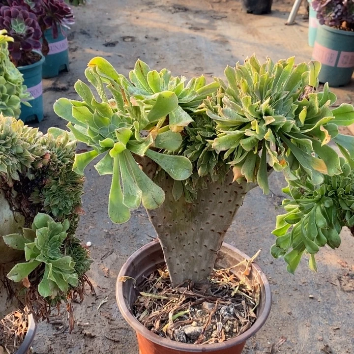 原始绿缀多肉植物4。