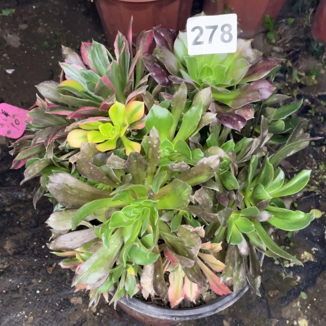 278号光辉乱七八糟品种