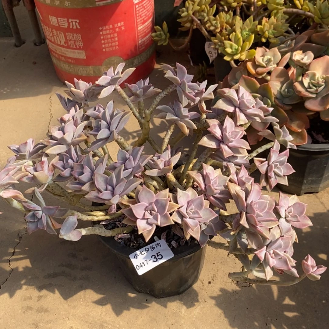 ?**?小七夕多肉胧月35泡沫发微瑕