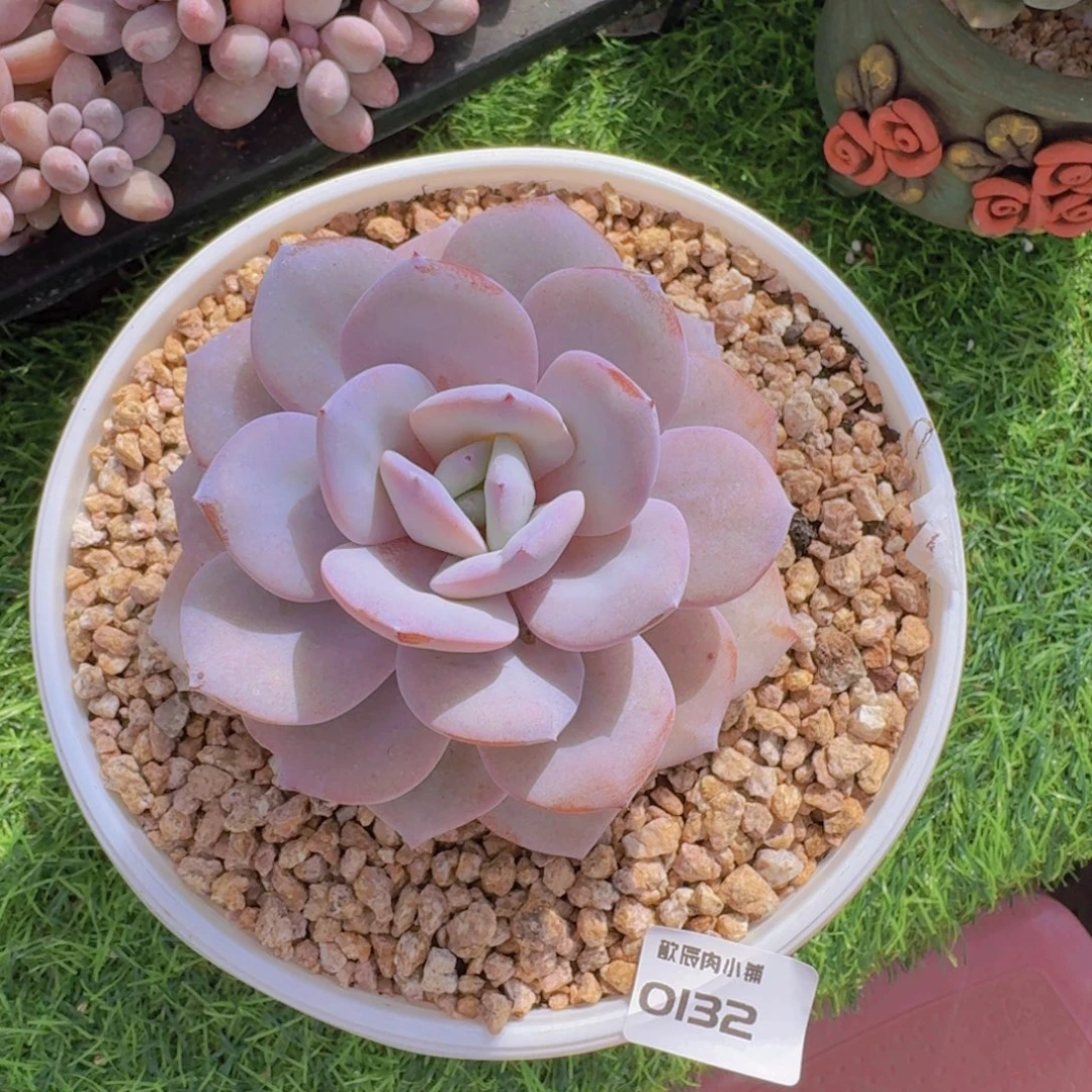 多肉植物奶茶单头0132