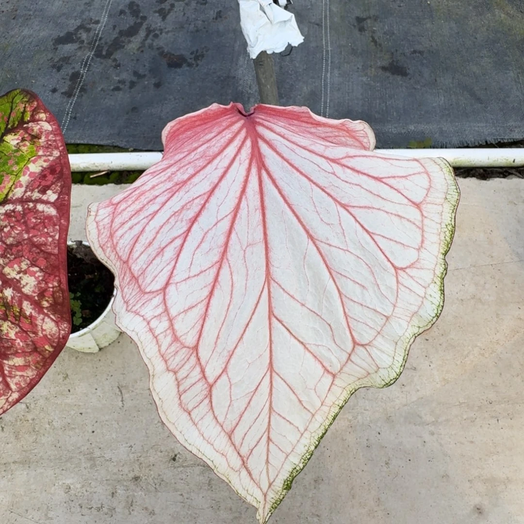 水***菜无花朵粉宝石专拍