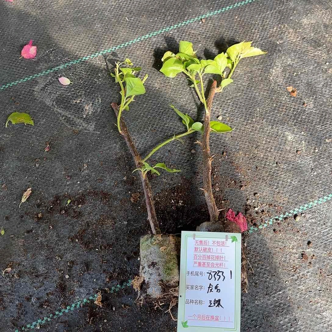 龙***合无花朵三颗袋苗盲盒