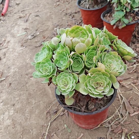 万圣节加急发货了9
