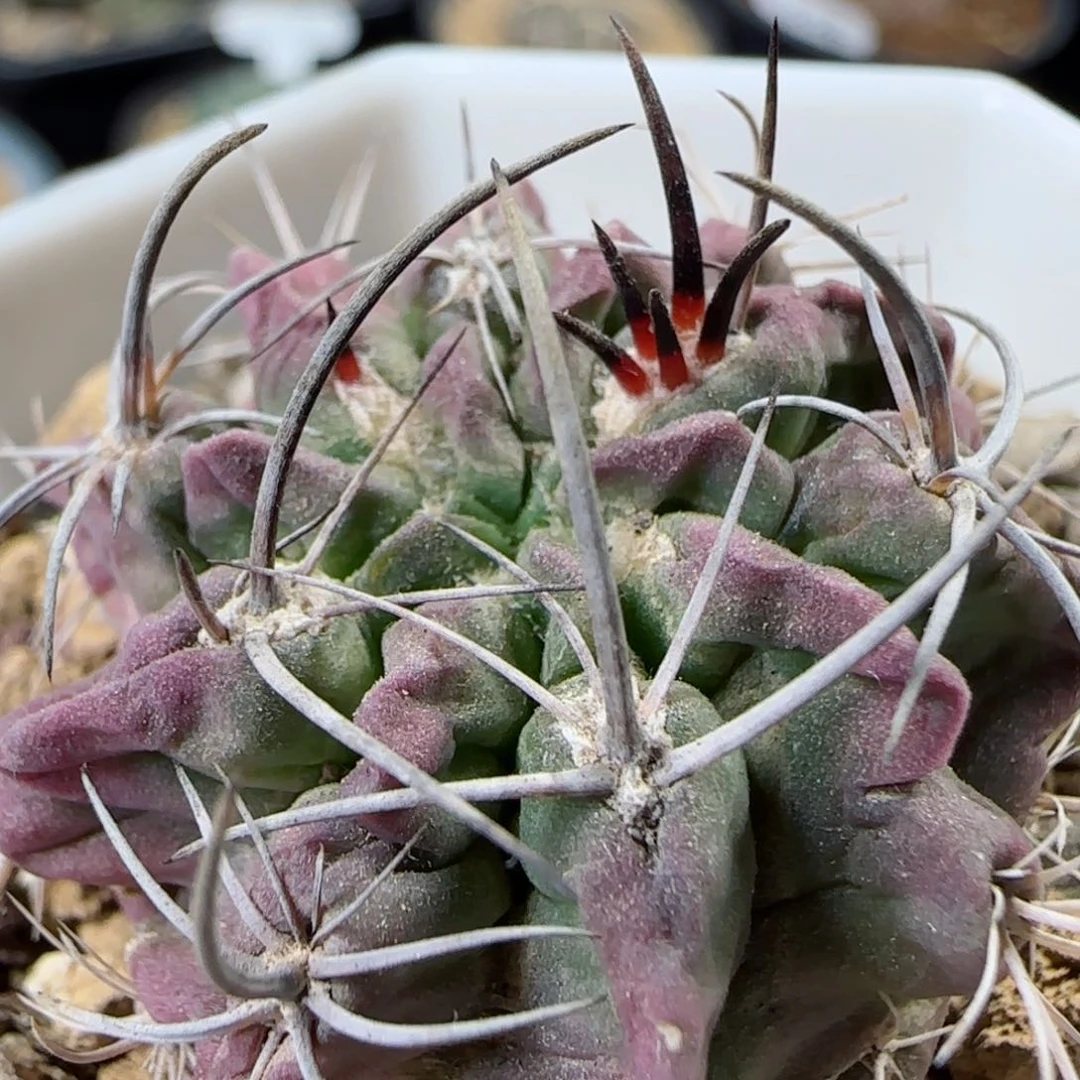 A22实生欧系素妆玉多肉