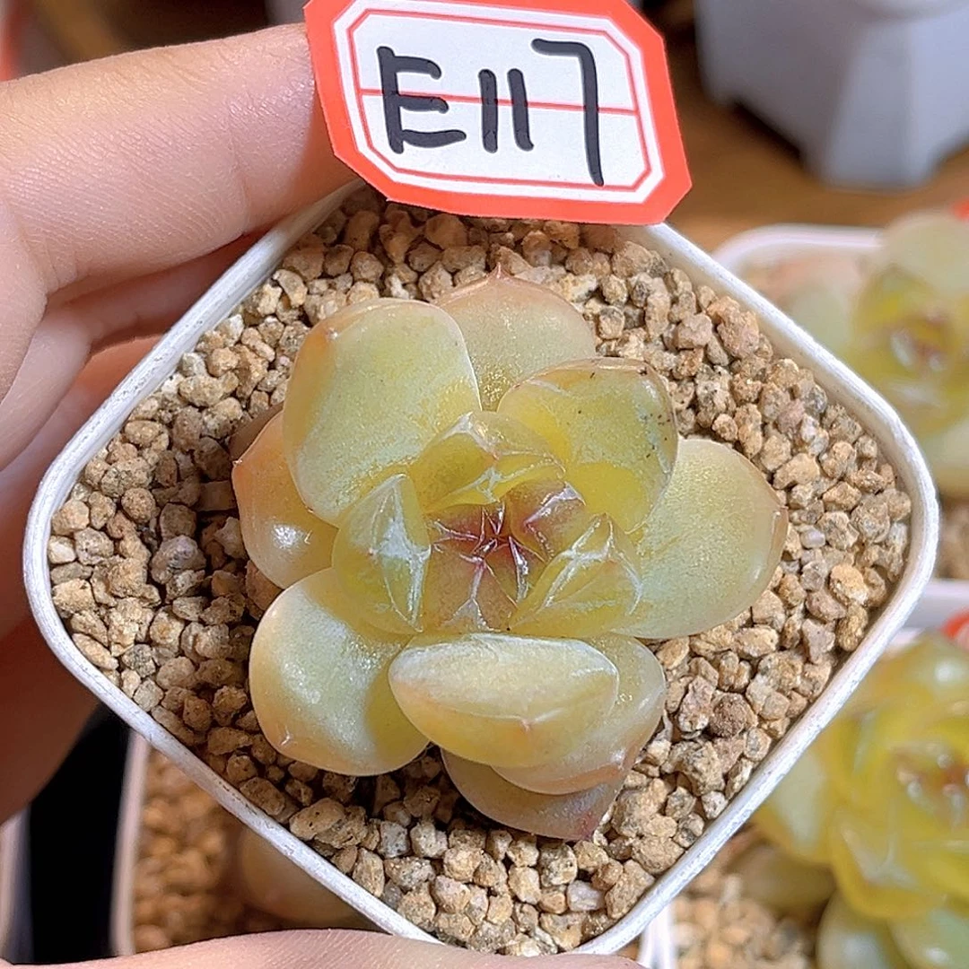 E117 一物一拍 稚奴