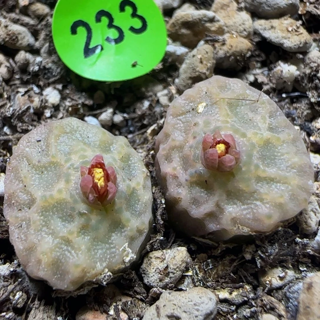漂漂亮亮多肉植物233