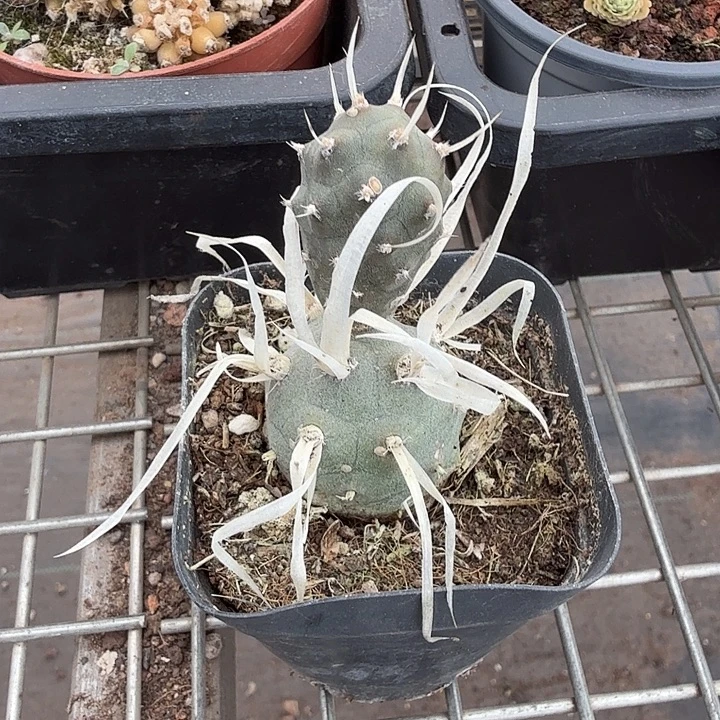 武藏野团扇3仙人球