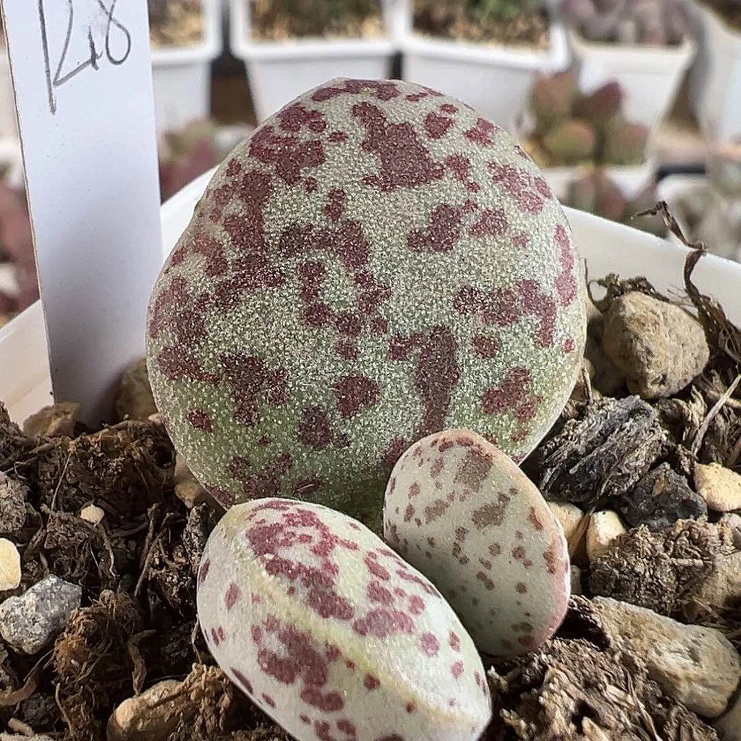 花蛋多肉水泡植物